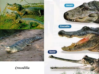 Crocodilia 