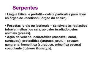 Serpentes Língua bífica  e protátil – coleta partículas para levar ao órgão de Jacobson ( órgão do cheiro). Fossetas lorais ou lacrimais – sensíveis às radiações infravermelhas, ou seja, ao calor irradiado pelos animais (presas). Ação do veneno: neurotóxica (cascavel, coral, surucucu); proteolítica (jararaca, urutu – causam gangrena; hemolítica (surucucu, urina fica escura) coagulante ( gênero  Bohtrops). 