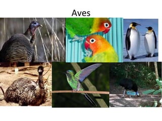 Aves 