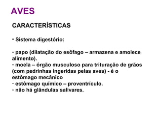 AVES CARACTERÍSTICAS Sistema digestório:  papo (dilatação do esôfago – armazena e amolece alimento). moela – órgão musculoso para trituração de grãos (com pedrinhas ingeridas pelas aves) - é o estômago mecânico estômago químico – proventrículo. não há glândulas salivares.   