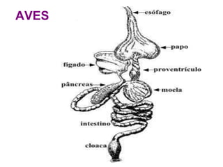AVES 