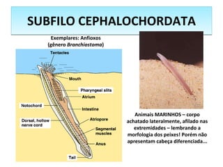 SUBFILO CEPHALOCHORDATA Animais MARINHOS – corpo achatado lateralmente, afilado nas extremidades – lembrando a morfologia dos peixes! Porém não apresentam cabeça diferenciada... Exemplares: Anfioxos (gênero  Branchiostoma ) 