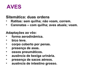 AVES Sitemática: duas ordens Ratitas: sem quilha; não voam, correm.  Carenatas – com quilha; aves atuais; voam. Adaptações ao vôo: forma aerodinâmica. bico leve. corpo coberto por penas. presença de asas. ossos pneumáticos. ausência de bexiga urinária. presença de sacos aéreos. ausência de intestino grosso. 