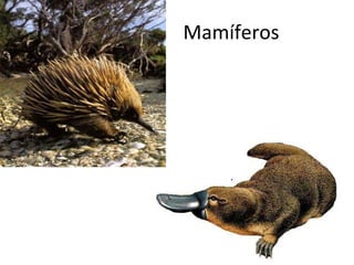 Mamíferos 