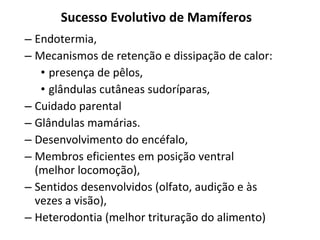 Endotermia,  Mecanismos de retenção e dissipação de calor: presença de pêlos,  glândulas cutâneas sudoríparas,  Cuidado parental Glândulas mamárias.  Desenvolvimento do encéfalo,  Membros eficientes em posição ventral (melhor locomoção),  Sentidos desenvolvidos (olfato, audição e às vezes a visão),  Heterodontia (melhor trituração do alimento) Sucesso Evolutivo de Mamíferos 