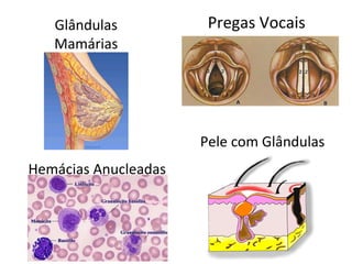 Pregas Vocais Glândulas Mamárias Pele com Glândulas Hemácias Anucleadas 