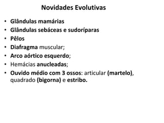 Novidades Evolutivas Glândulas mamárias Glândulas sebáceas e sudoríparas  Pêlos  Diafragma  muscular; Arco aórtico   esquerdo ; Hemácias  anucleadas ; Ouvido médio com 3 ossos : articular  (martelo) , quadrado  (bigorna)  e  estribo. 