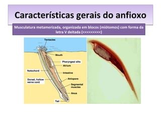 Características gerais do anfioxo Musculatura metamerizada, organizada em blocos (miótomos) com forma da letra V deitada (<<<<<<<<<) 