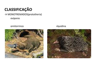 CLASSIFICAÇÃO ->  MONOTREMADOS(prototheria) ovíparos ornitorrinco  équidina 