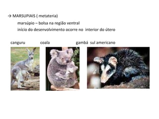 ->  MARSUPIAIS ( metateria) marsúpio – bolsa na região ventral início do desenvolvimento ocorre no  interior do útero   canguru  coala  gambá  sul americano 