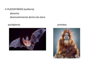 ->  PLACENTÁRIOS (eutheria) placenta desenvolvimento dentro do útero quirópteros  primatas  