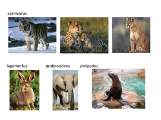 carnívoros  lagomorfos  proboscídeos  pinípedes 