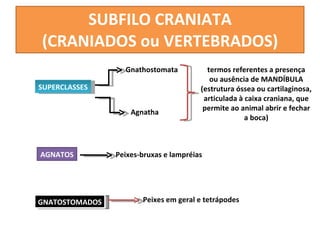 SUBFILO CRANIATA (CRANIADOS ou VERTEBRADOS) SUPERCLASSES Gnathostomata Agnatha termos referentes a presença ou ausência de MANDÍBULA (estrutura óssea ou cartilaginosa, articulada à caixa craniana, que permite ao animal abrir e fechar a boca) AGNATOS Peixes-bruxas e lampréias GNATOSTOMADOS Peixes em geral e tetrápodes 