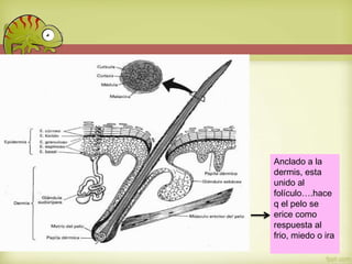 Anclado a la
dermis, esta
unido al
folículo….hace
q el pelo se
erice como
respuesta al
frio, miedo o ira

 