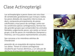 Clase Actinopterigii
Los actinopterigios o peces óseos son una clase
de vertebrados gnatóstomos que incluye a todos
los peces dotados de esqueleto interno óseo, es
decir, compuesto principalmente de piezas
calcificadas y muy pocas de cartílago. Junto con
los condrictios (peces cartilaginosos), forman los
dos grandes grupos que comprenden los animales
llamados vulgarmente peces; aún existe un tercer
grupo, el de los peces sin mandíbulas (lampreas y
mixines), con muy pocos representantes actuales.
Son cercanas a los miembros extintos de
Chondrostei
posesión de un esqueleto de espinas óseas en
sus aletas. Tienen el cráneo cartilaginoso
recubierto por huesos dérmicos, y un solo par de
aberturas branquiales cubiertas por un opérculo.
 