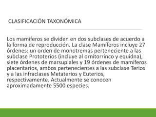 CLASIFICACIÓN TAXONÓMICA
Los mamíferos se dividen en dos subclases de acuerdo a
la forma de reproducción. La clase Mamíferos incluye 27
órdenes: un orden de monotremas perteneciente a las
subclase Prototerios (incluye al ornitorrinco y equidna),
siete órdenes de marsupiales y 19 órdenes de mamíferos
placentarios, ambos pertenecientes a las subclase Terios
y a las infraclases Metaterios y Euterios,
respectivamente. Actualmente se conocen
aproximadamente 5500 especies.
 