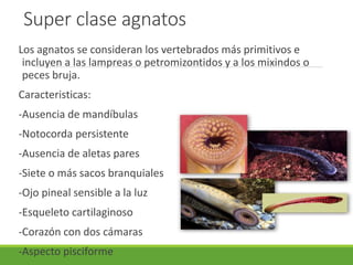 Super clase agnatos
Los agnatos se consideran los vertebrados más primitivos e
incluyen a las lampreas o petromizontidos y a los mixindos o
peces bruja.
Caracteristicas:
-Ausencia de mandíbulas
-Notocorda persistente
-Ausencia de aletas pares
-Siete o más sacos branquiales
-Ojo pineal sensible a la luz
-Esqueleto cartilaginoso
-Corazón con dos cámaras
-Aspecto pisciforme
 