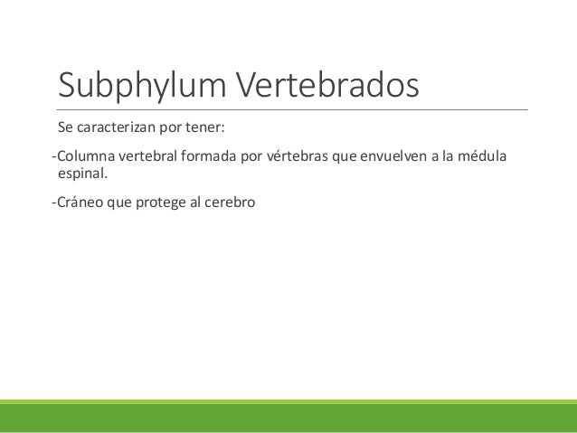 Subphylum Vertebrados
Se caracterizan por tener:
-Columna vertebral formada por vértebras que envuelven a la médula
espina...