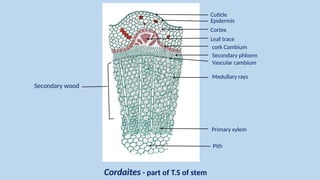 Cordaitales - Yudhvir Singh Checked[1].pptx gymnosperms | PPTX