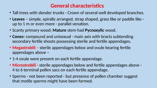 Cordaitales - Yudhvir Singh Checked[1].pptx gymnosperms | PPTX