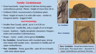 Cordaitales - Yudhvir Singh Checked[1].pptx gymnosperms | PPTX