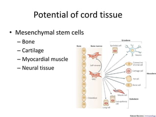 Potential of cord tissue
• Mesenchymal stem cells
– Bone
– Cartilage
– Myocardial muscle
– Neural tissue
 