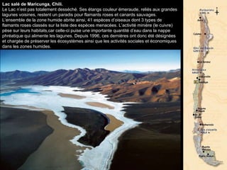 Lac salé de Maricunga, Chili. Le Lac n’est pas totalement desséché. Ses étangs couleur émeraude, reliés aux grandes lagunes voisines, restent un paradis pour flamants roses et canards sauvages. L’ensemble de la zone humide abrite ainsi, 41 espèces d’oiseaux dont 3 types de flamants roses classés sur la liste des espèces menacées. L’activité minière (le cuivre) pèse sur leurs habitats,car celle-ci puise une importante quantité d’eau dans la nappe phréatique qui alimente les lagunes. Depuis 1996, ces dernières ont donc été désignées et chargée de préserver les écosystèmes ainsi que les activités sociales et économiques dans les zones humides.  