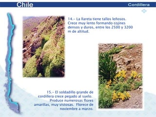   14 .- La llareta tiene tallos leñosos.  Crece muy lento formando cojines densos y duros, entre los 2500 y 3200 m de altitud.   15 .- El soldadillo grande de cordillera crece pegado al suelo.  Produce numerosas flores amarillas, muy vistosas.  Florece de noviembre a marzo. 