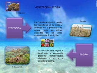 VEGETACIÓN- FLORA
La Cordillera oriental, desde
los manglares en la costa y
xerófilas en la península de
Araya, hasta las selvas
nubladas en las altas
montañas del Turimiquire.
VEGETACIÓN
La flora de esta región al
igual que la vegetación
presenta características
similares a la de la
cordillera Central.
Indio desnudo
El araguaney
Xerófila
FLORA
 