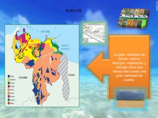 SUELOS
La gran variedad de
climas, relieve,
litología, vegetación y
drenaje hace que
Venezuela posea una
gran variedad de
suelos.
 