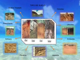 TIPO DE SUELO
Suelos Tropepts
Oxisoles
Ultisoles
Entisoles
AquentsFluvents
Orthens
Psamments
 