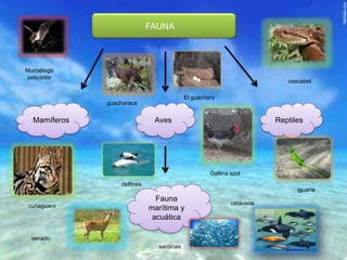 FAUNA
Mamíferos Aves Reptiles
Fauna
marítima y
acuática
Murciélago
pescador
cunaguaro
venado
guacharaca
sardinas
El guácharo
delfines
cascabel
iguana
cetáceos
Gallina azul
 