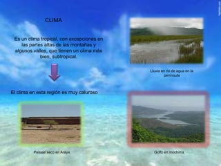 Es un clima tropical, con excepciones en
las partes altas de las montañas y
algunos valles, que tienen un clima más
bien, subtropical.
CLIMA
Lluvia en rio de agua en la
península
El clima en esta región es muy caluroso
Paisaje seco en Araya Golfo en mochima
 