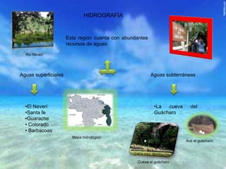 HIDROGRAFÍA
Esta región cuenta con abundantes
recursos de aguas.
Aguas superficiales Aguas subterráneas
•El Neverí
•Santa fe
•Guarache
• Colorado
• Barbacoas
•La cueva del
Guácharo
Ave el guácharo
Cueva el guácharo
Rio Neverí
Mapa hidrológico
 