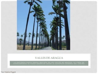 VALLES DE ARAGUA
                   LA HACI END A SAN TA TER ES A UBI CAD A EN LOS VALLES DE AR AGU A, LA LÍ NEA DE
                   CHAGU AR AMO S SE PUEDE OBSER VAR DESDE LA AU TO PI STA GENER AL DEL CENTR O




Foto: Federico Poggioli
 