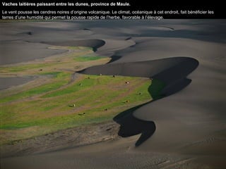 Vaches laitières paissant entre les dunes, province de Maule. Le vent pousse les cendres noires d’origine volcanique. Le climat, océanique à cet endroit, fait bénéficier les terres d’une humidité qui permet la pousse rapide de l’herbe, favorable à l’élevage.  