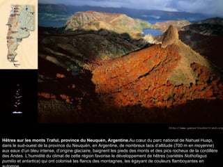 Hêtres sur les monts Traful, province du Neuquén, Argentine. Au cœur du parc national de Nahuel Huapi, dans le sud-ouest de la province du Neuquén, en Argentine, de nombreux lacs d’altitude (700 m en moyenne) aux eaux d’un bleu intense, d’origine glaciaire, baignent les pieds des monts et des pics rocheux de la cordillère des Andes. L’humidité du climat de cette région favorise le développement de hêtres (variétés  Nothofagus pumilio  et  antartica ) qui ont colonisé les flancs des montagnes, les égayant de couleurs flamboyantes en automne.   