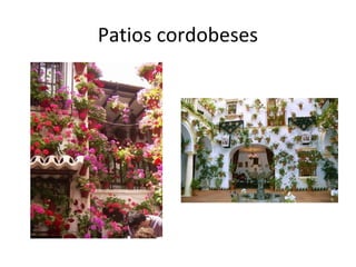 Patios cordobeses