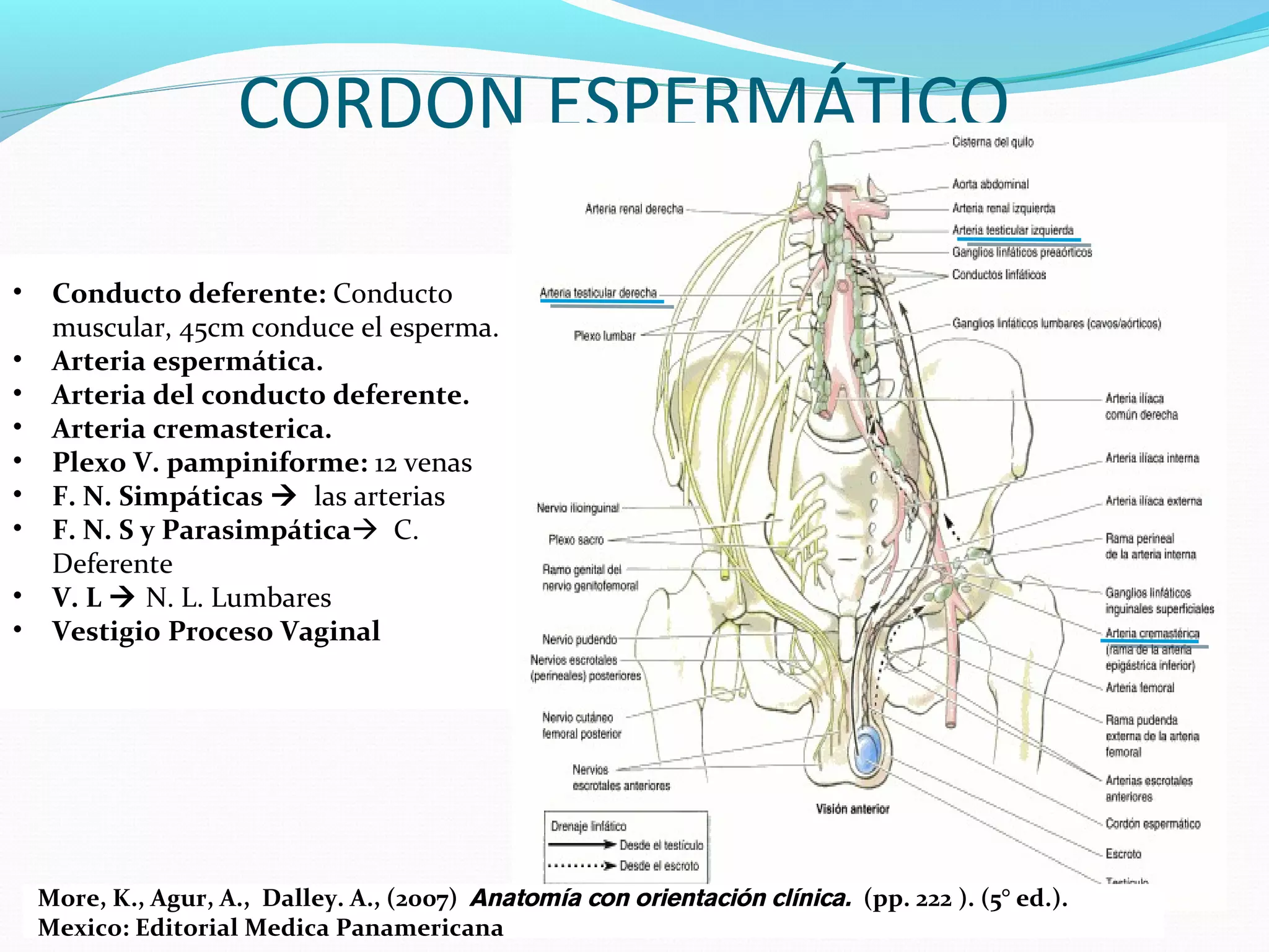 Cordón Espermático | PPT
