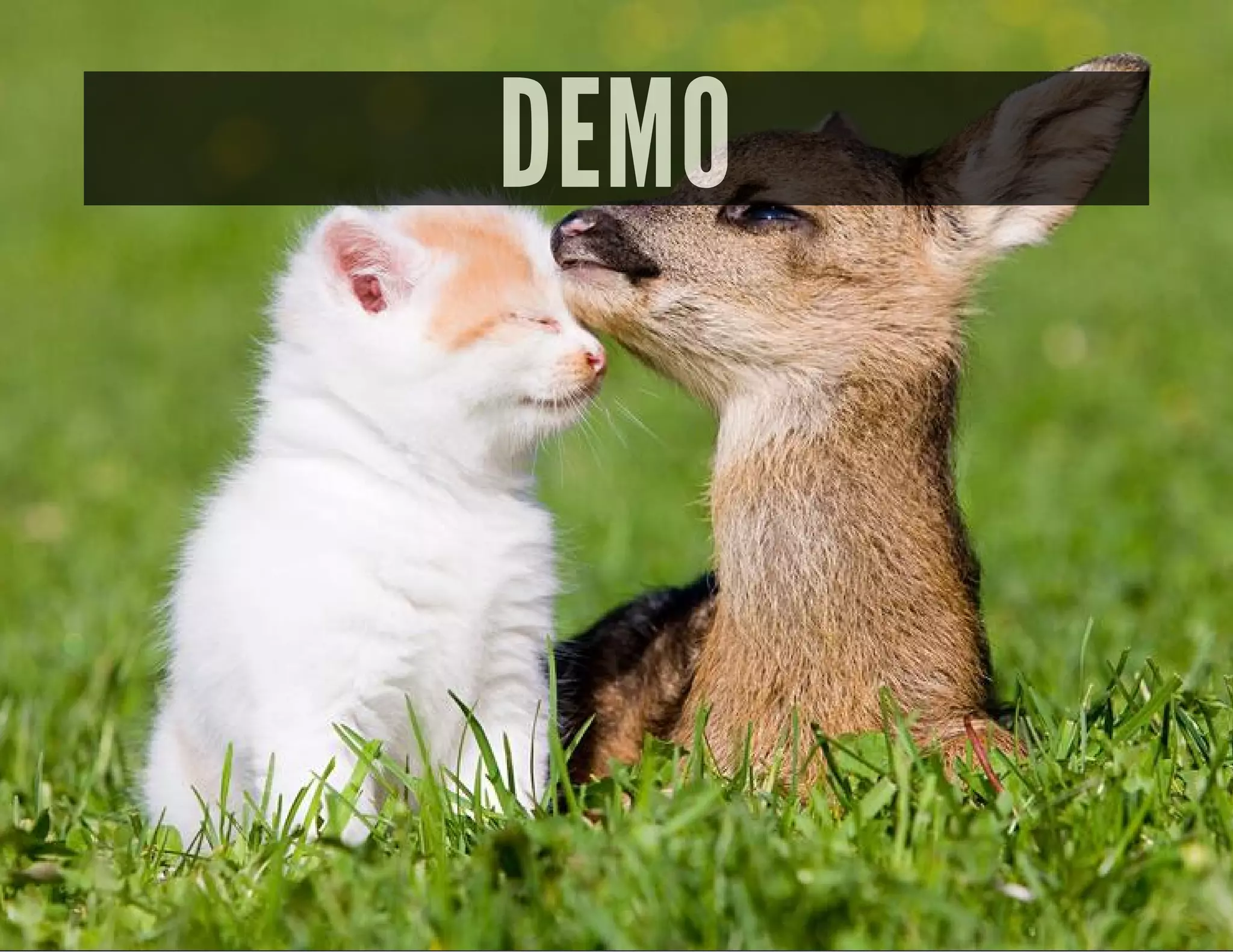 DEMO
 