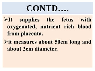 CONTD….
It supplies the fetus with
oxygenated, nutrient rich blood
from placenta.
it measures about 50cm long and
about 2cm diameter.
 