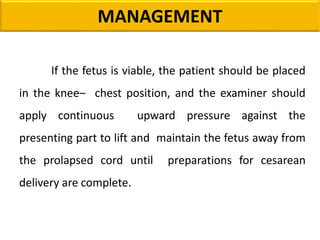 If the fetus is viable, the patient should be placed
in the knee– chest position, and the examiner should
apply continuous upward pressure against the
presenting part to lift and maintain the fetus away from
the prolapsed cord until preparations for cesarean
delivery are complete.
MANAGEMENT
 