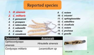 1. O. sinensis
2. C. militaris
3. C. gansuensis
4. C. grasspara
5. C. tuberculata
6. C. subsessilis
7. C. minuta
8. C. canadensis
9. C. nutans
10. C. tricentri
11. C. ophioglossoides
12. C. sobolifera
13. C. cicadicola
14. C. nutans
15. C. pruinosa
16. C. gracilis
Reported species
10
Teleomorph Anamorph
Ophiocordyceps
sinensis
Hirsutella sinensis
Cordyceps militaris Lecanicillium sp
Hirsutella
 