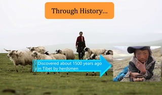 Discovered about 1500 years ago
in Tibet by herdsmen
Through History…
11
 