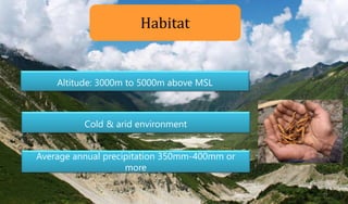 Altitude: 3000m to 5000m above MSL
Average annual precipitation 350mm-400mm or
more
Habitat
Cold & arid environment
17
 