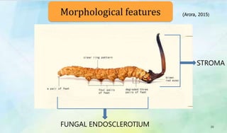STROMA
FUNGAL ENDOSCLEROTIUM
Morphological features
20
(Arora, 2015)
 