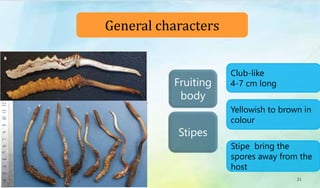 Fruiting
body
Stipes
21
Club-like
4-7 cm long
Yellowish to brown in
colour
Stipe bring the
spores away from the
host
General characters
 