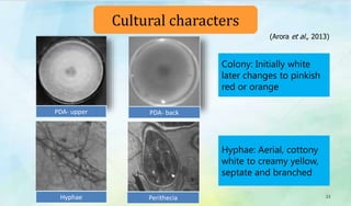 Hyphae
PDA- backPDA- upper
Perithecia
Cultural characters
Colony: Initially white
later changes to pinkish
red or orange
Hyphae: Aerial, cottony
white to creamy yellow,
septate and branched
22
(Arora et al., 2013)
 