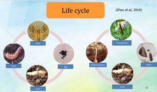 Life cycle
Egg
Adult
Pupa
Larva
Endosclerotium
Larva
Spore
Fruiting body
23
(Zhou et al., 2014)
 