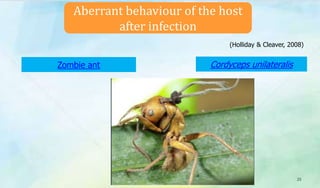 Aberrant behaviour of the host
after infection
25
Zombie ant Cordyceps unilateralis
(Holliday & Cleaver, 2008)
 